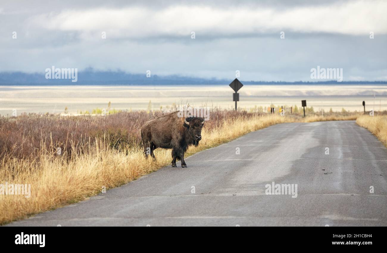 American Bison geht auf einer Straße im Grand Teton National Park, Selective Focus, Wyoming, USA. Stockfoto