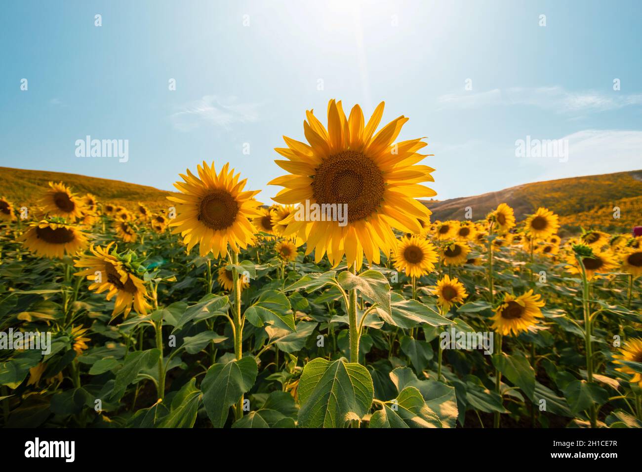 Gelb blühende Sonnenblumen mit blauem Himmel und Sonne. Hochwertige Fotos Stockfoto