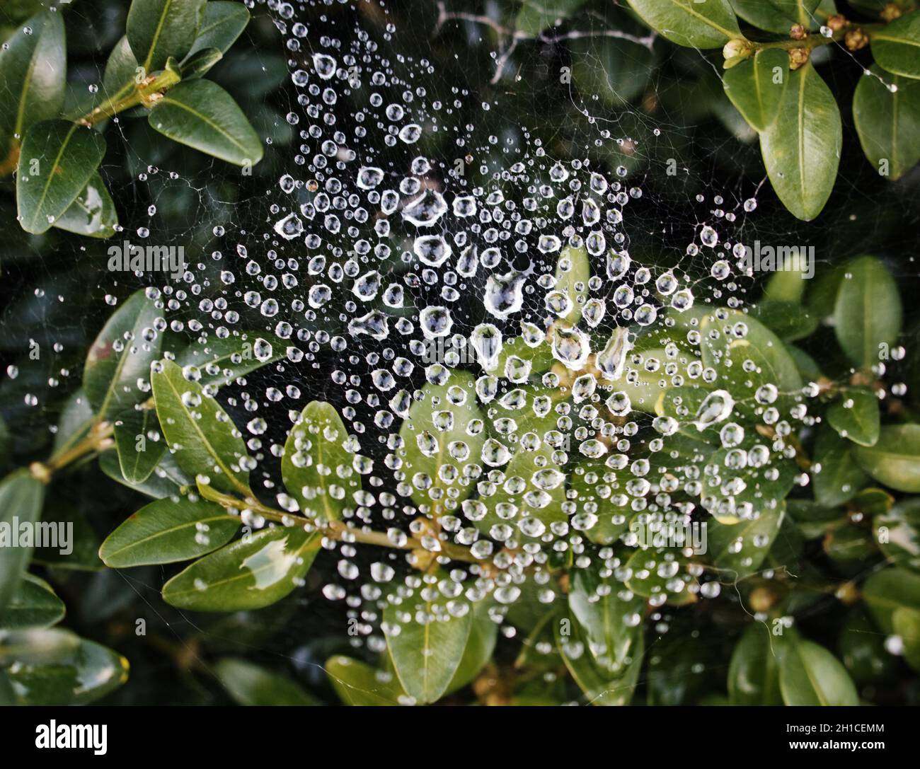 Ein natürliches Muster, das aus Tauftropfen auf einem Spinnennetz gebildet wird, das zwischen den Blättern einer Gartenpflanze gewebt ist. Stockfoto