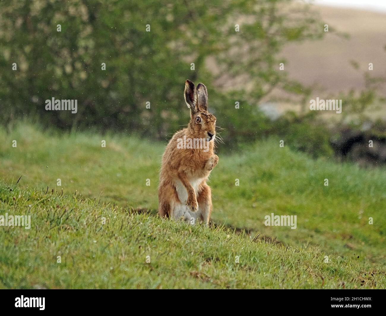 Photogener Brauner Hase (Lepus europaeus) mit langen Ohren, die aufrecht sitzen und sich im frühen Morgentau auf dem Grasland reinigen - Upland Cumbria, England, Großbritannien Stockfoto