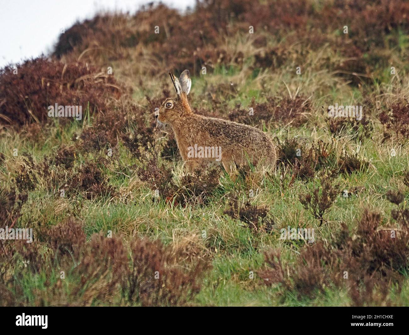 Photogener Brauner Hase (Lepus europaeus) mit langen Ohren, die im Heidekraut- und Grasland im frühen Morgentau wach sitzen - Upland Cumbria, England, Großbritannien Stockfoto