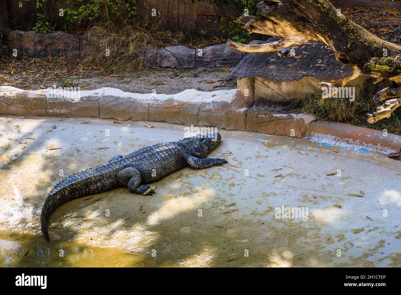 Alligator Backen in der Sonne in der Nähe des Teiches Stockfoto