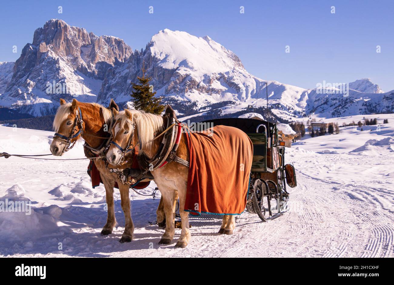 Pferde stehen im Schnee und machen nach dem Ziehen einer Kutsche Pause; im Hintergrund Bergkette des Langkofel Plattkofel auf der seiser Alm Stockfoto