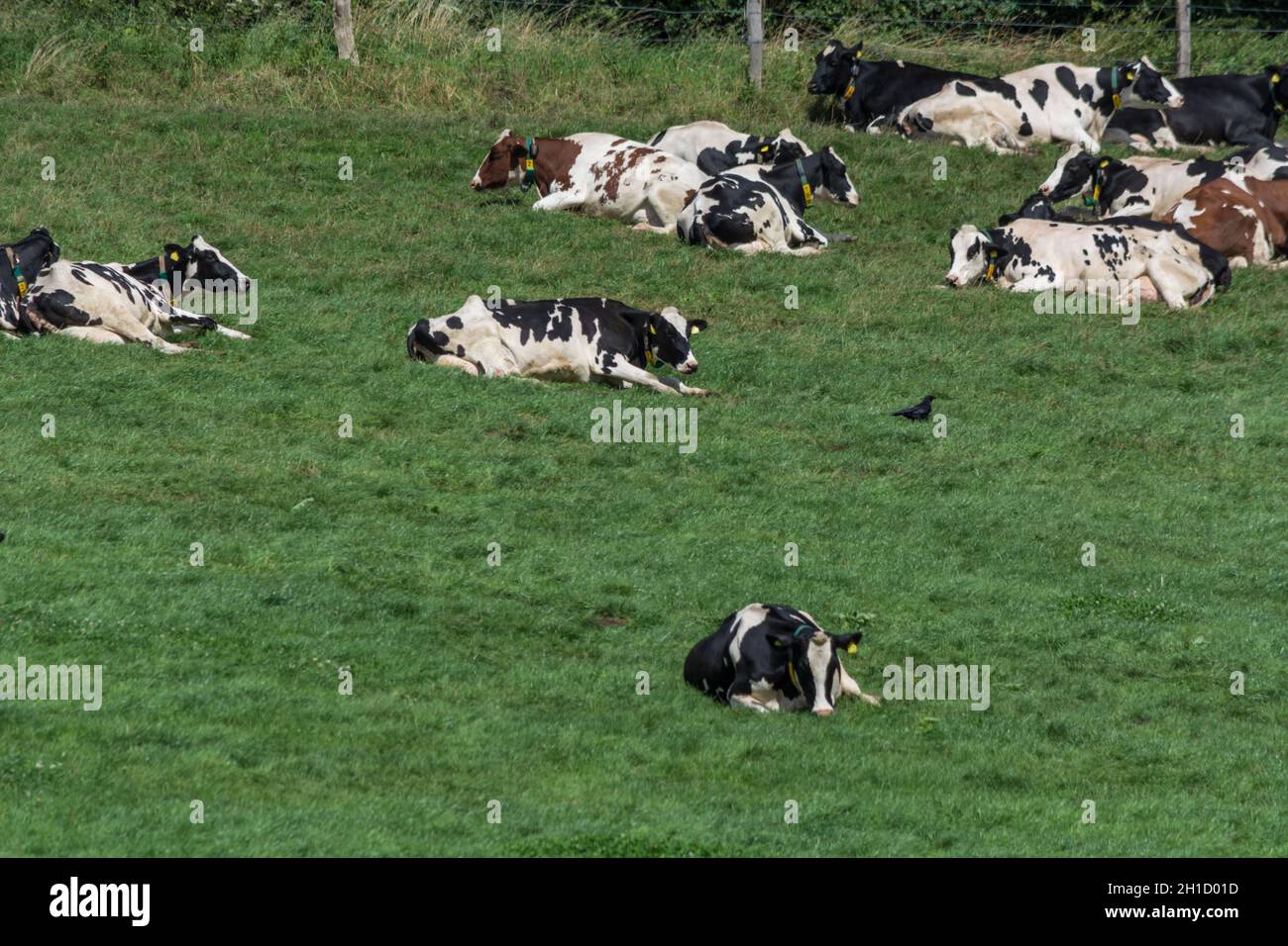 HATTINGEN, NRW, DEUTSCHLAND - 03. AUGUST 2017: Wiese mit Kühen. Die Kühe der Molkerei grasen auf den Feldern des Hofes. Stockfoto