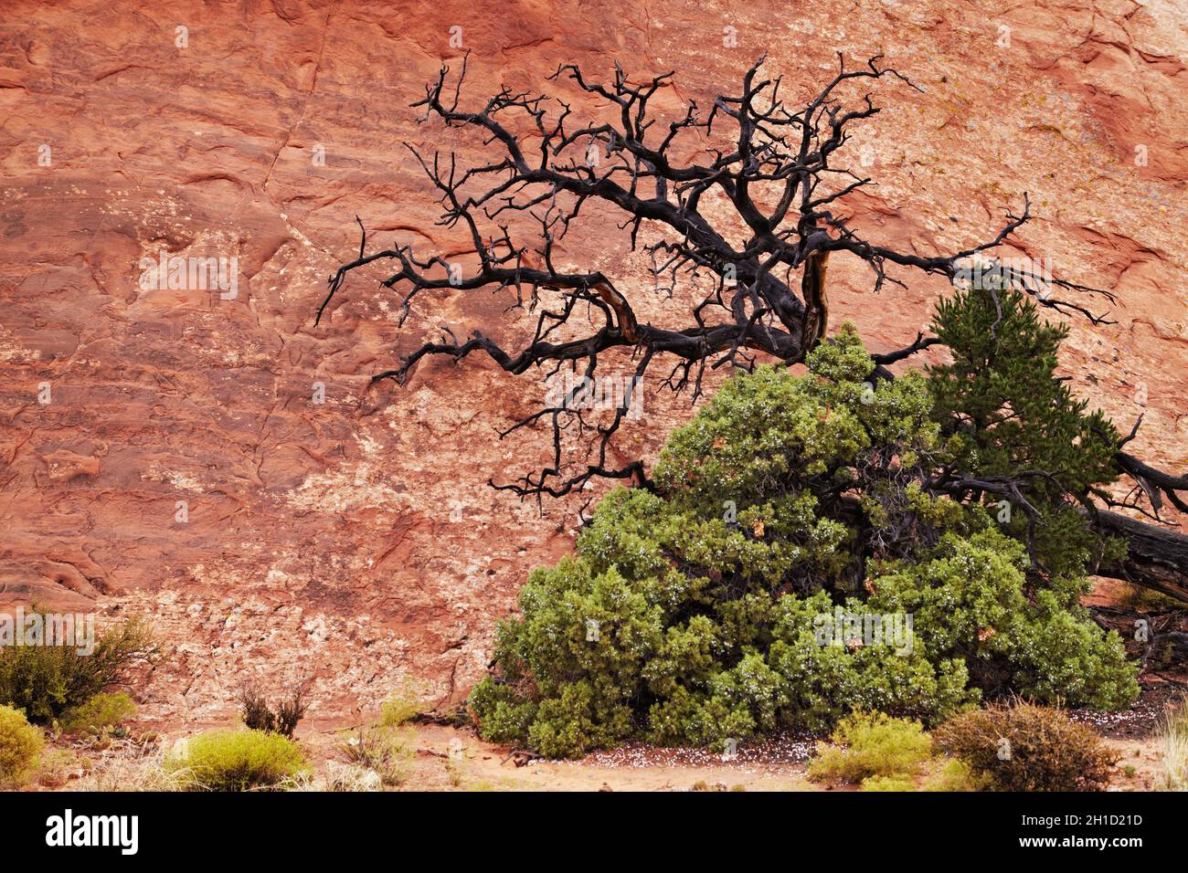 Baum über rotem Felsen im Arches National Park, Utah, USA Stockfoto