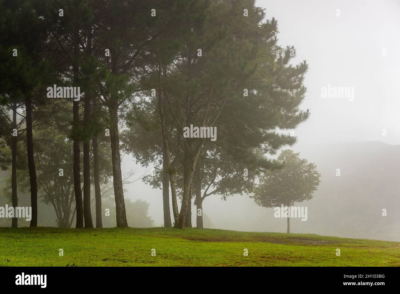 Nebel über Kiefernwäldern. Nebliger Blick am Morgen in der nassen Berggegend Stockfoto
