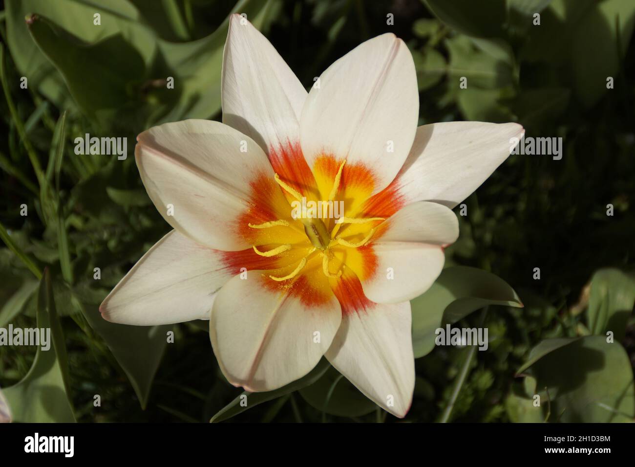 Eine wunderschöne weiße Tulpe mit roten Streifen an einem sonnigen Apriltag auf der Blumeninsel Mainau in Deutschland Stockfoto