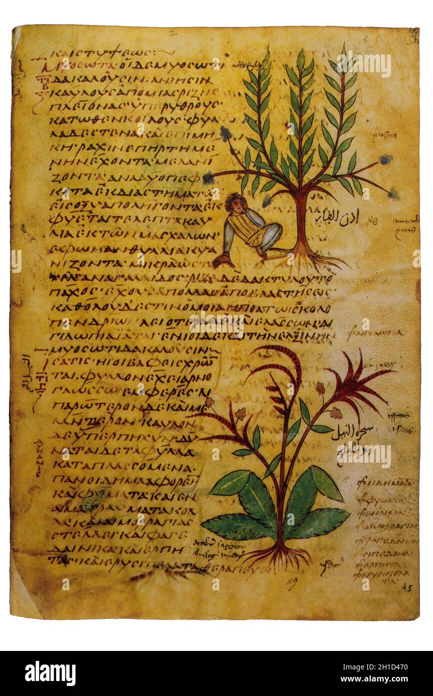 9. Jahrhundert Unziale schreiben Manuskript von Dioscorides De Materia Medica. Biblioteque Nationale, Paris. N. 2179 Blatt 15 Stockfoto