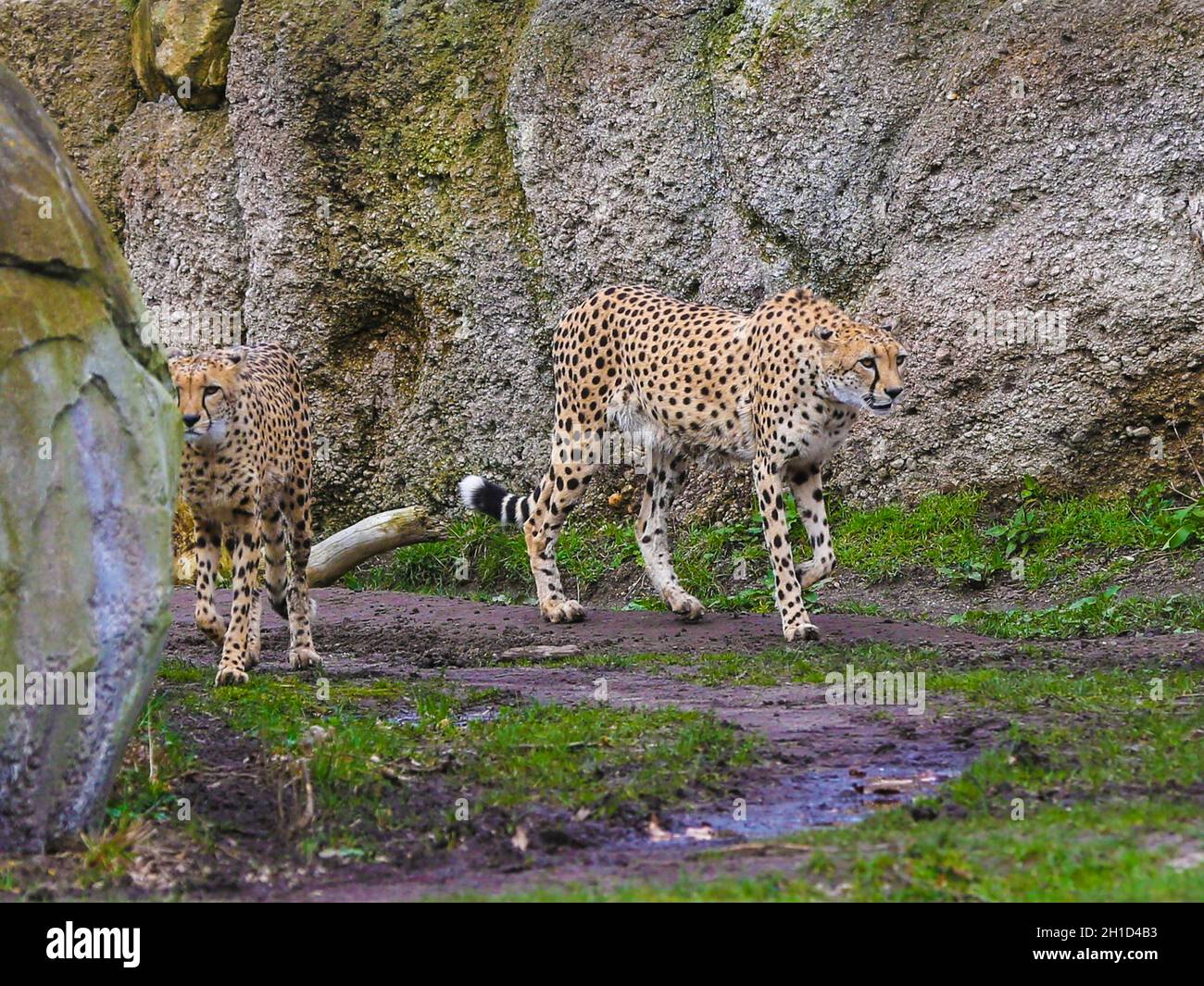 Südafrikanischer Gepard im Kiwara-Kopje vom ZOO Leipzig Stockfoto