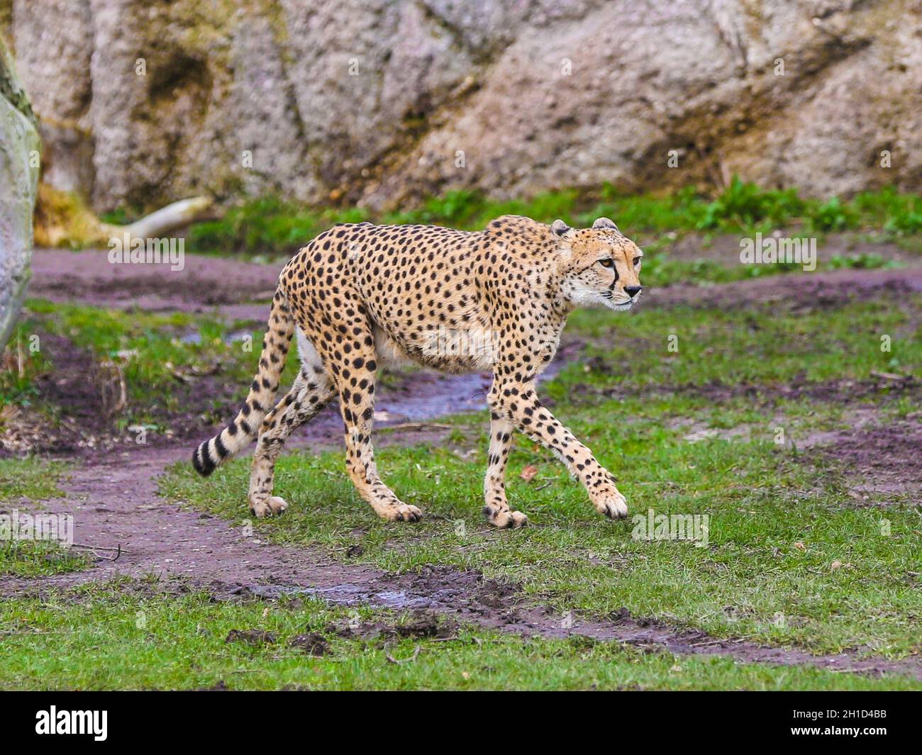 Südafrikanischer Gepard im Kiwara-Kopje vom ZOO Leipzig Stockfoto