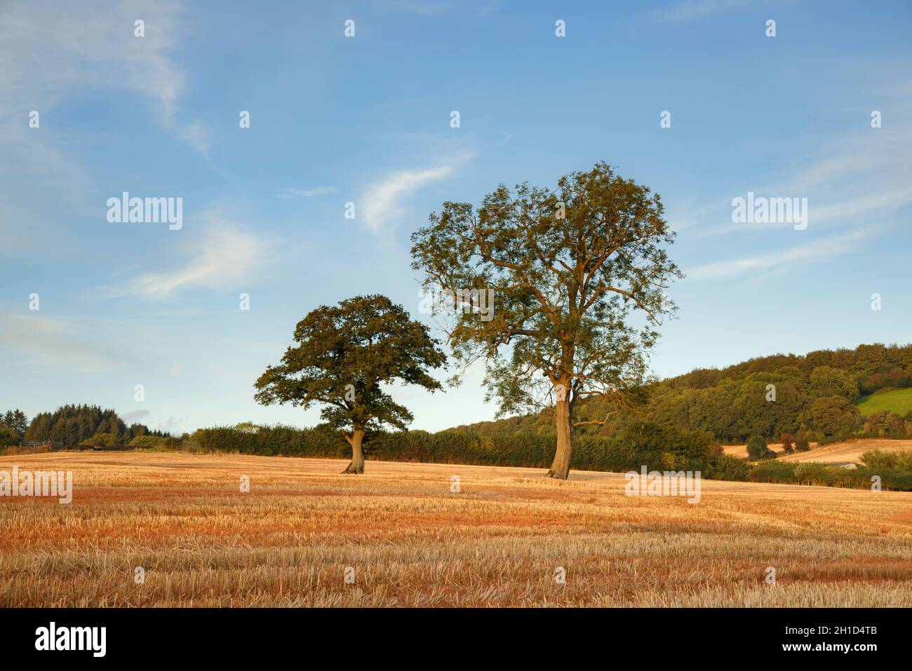 Bäume in einem Feld von Stoppeln in Trellech, Monmouthshire. Stockfoto