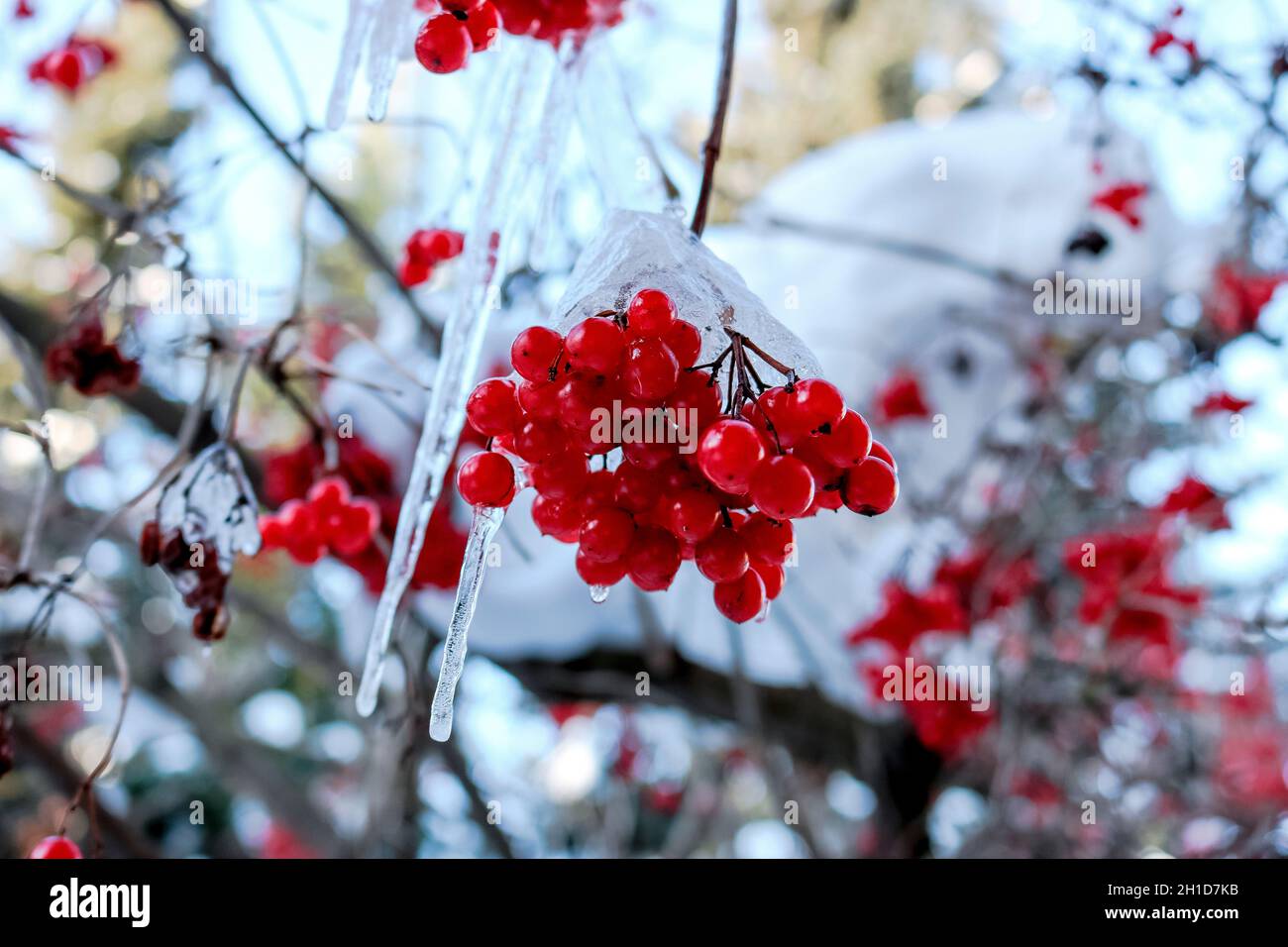 Rote Beeren bedeckt mit Eisstalaktiten im Winter auf dem Feld Stockfoto