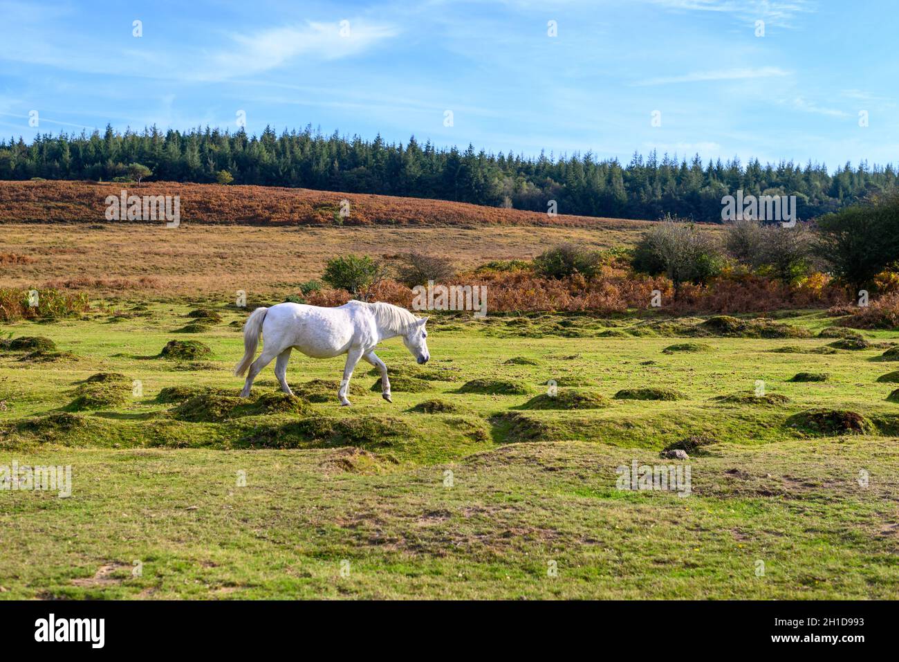 White New Forest Pony in der Herbstlandschaft, Hampshire, Großbritannien Stockfoto