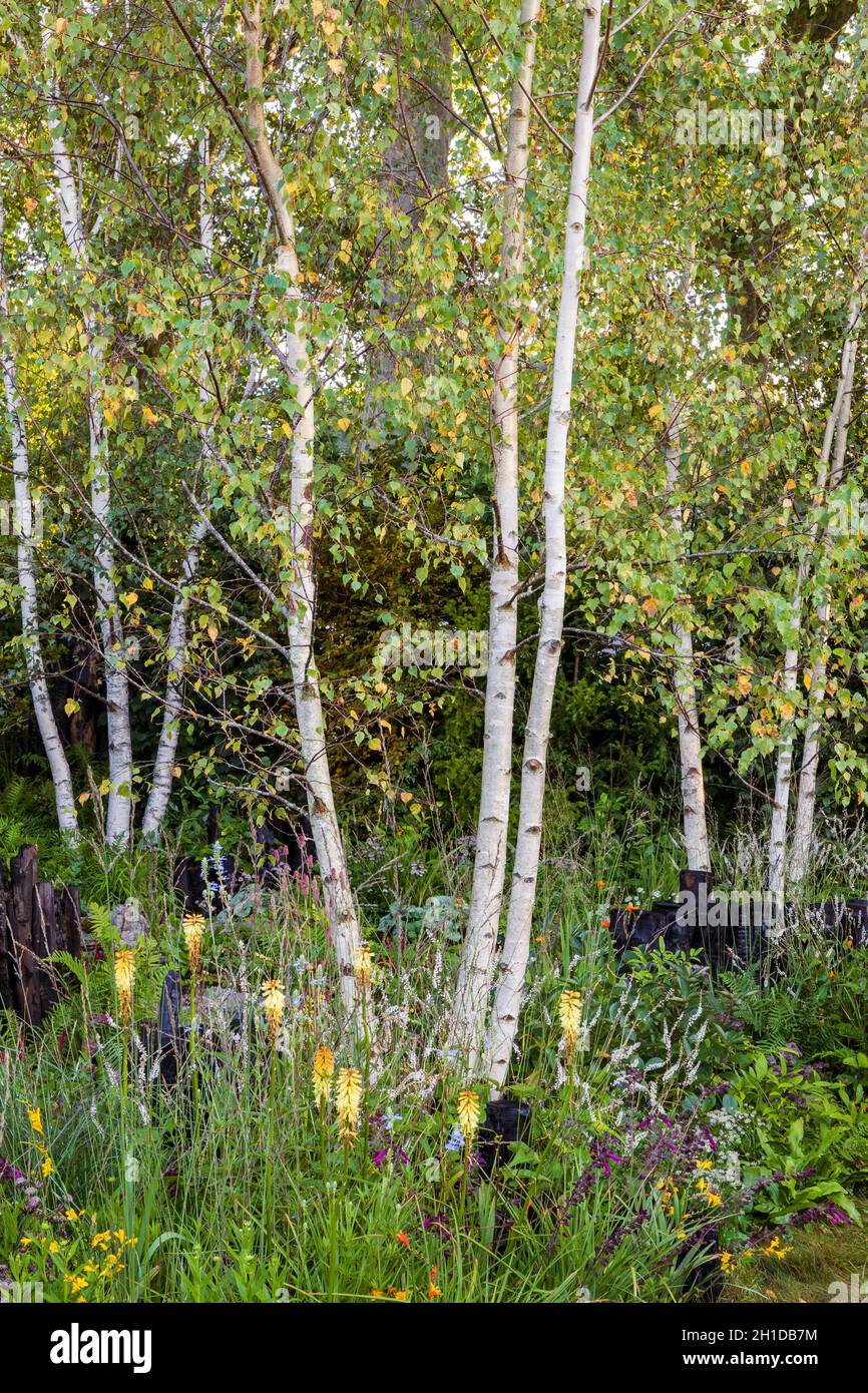 Yeo Valley Organic Garden. Gruppe von Silberbirken, Betula pendula, in einer naturalistischen mehrjährigen Wiesenbepflanzung. Die Bepflanzung beinhaltet auch Kniphofia ‘ Stockfoto