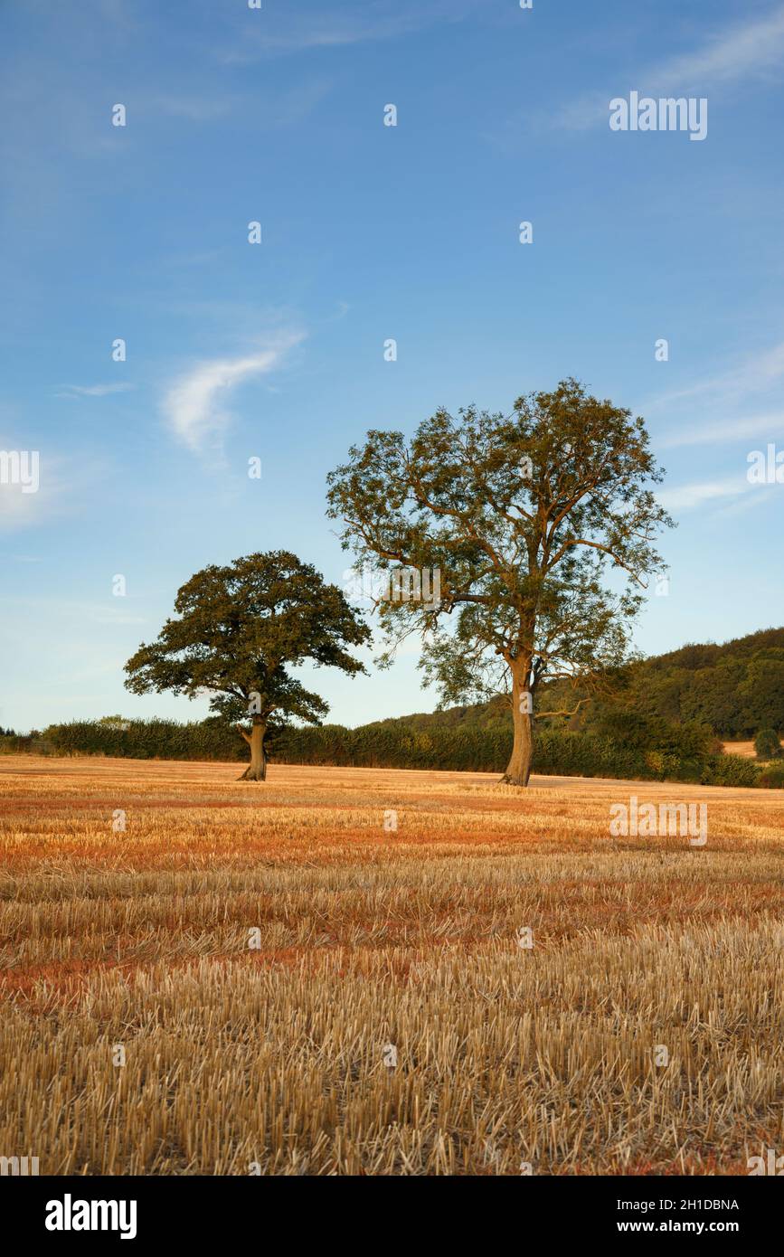 Bäume in einem Feld von Stoppeln in Trellech, Monmouthshire. Stockfoto