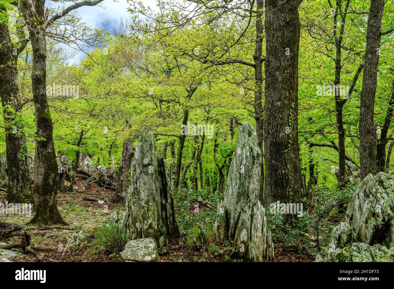 Frankreich, Pyrenäen Orientales, Massif des Alberes, Argeles sur Mer, Nationales Naturschutzgebiet von Massane (Reserve naturelle nationale de la Massane), LIS Stockfoto