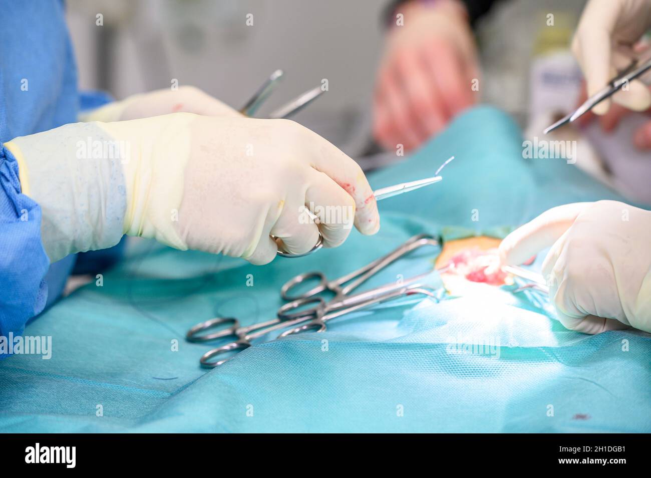 Tierärzteteam operiert eine Katze. Sterilisation einer Katze Nahaufnahme. Bauchoperation. Medizin, Pinzetten . Stockfoto