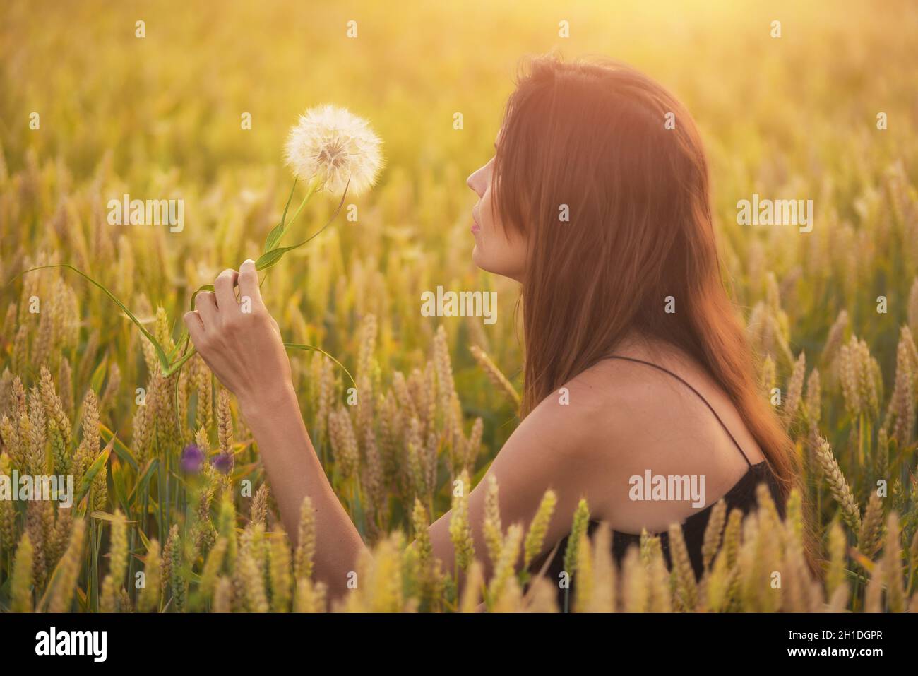 Schöne junge Frau bläst Löwenzahn in ein Weizenfeld im Sommer Sonnenuntergang. Schönheit und Sommer Konzept Stockfoto