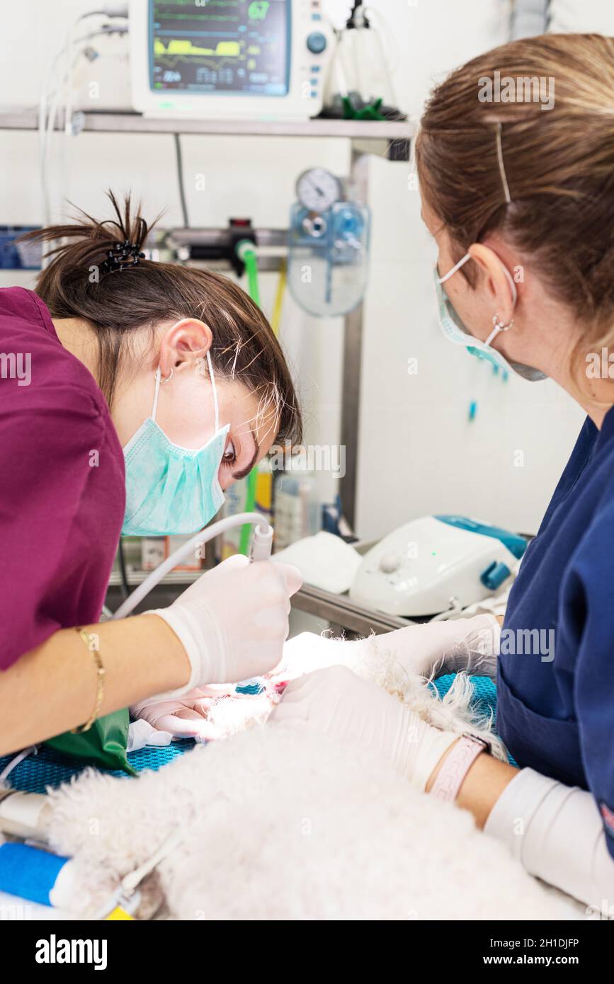 Frau Tierarzt Zahnarzt tun Verfahren der professionellen Zahnreinigung Hund in einer Tierklinik. Narbierter Hund im Operationstisch. Gesundheit von Haustieren Stockfoto