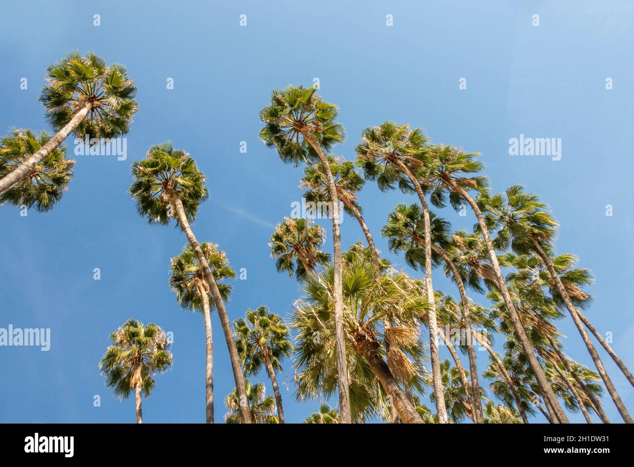 Blick von unten auf Palmen, mexikanische Fächerpalmen, Spanien. Stockfoto