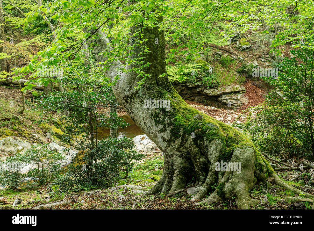 Frankreich, Pyrenäen Orientales, Massif des Alberes, Argeles sur Mer, Nationales Naturschutzgebiet von Massane (Reserve naturelle nationale de la Massane), LIS Stockfoto