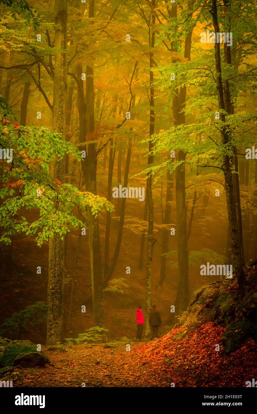 Herbst in Cozia, Karpaten, Rumänien. Lebendige Herbstfarben in einem nebligen Wald bei einem herbstlichen leichten Regen. Es gibt Menschen auf einem Pfad Stockfoto