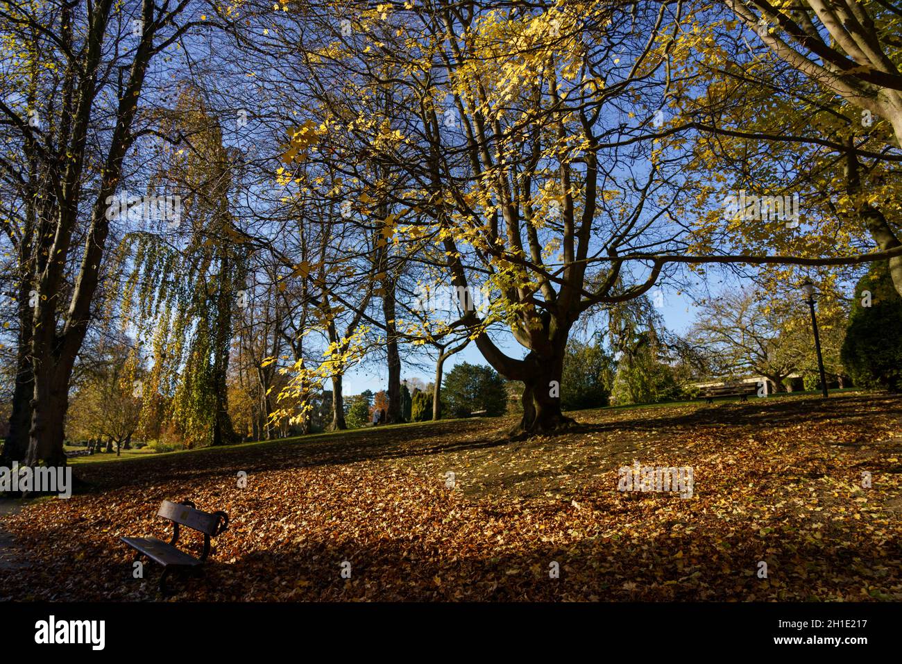 Parksitz aus Holz in Valley Gardens, Harrogate, umgeben von Bäumen, die von Sonnenlicht durchflutet sind, und einem Teppich aus goldenen und gelben Blättern. Stockfoto