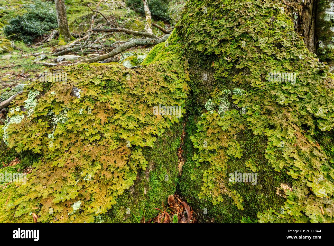 Frankreich, Pyrenäen Orientales, Massif des Alberes, Argeles sur Mer, Nationales Naturschutzgebiet von Massane (Reserve naturelle nationale de la Massane), LIS Stockfoto