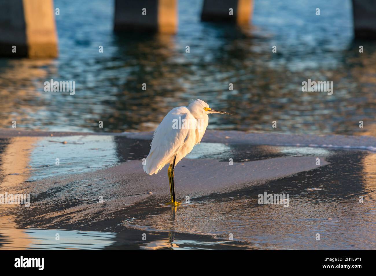 Snowy Egret (Egretta Thula) am Strand unter dem Golf State Park Angelpier in Gulf Shores, Alabama Stockfoto