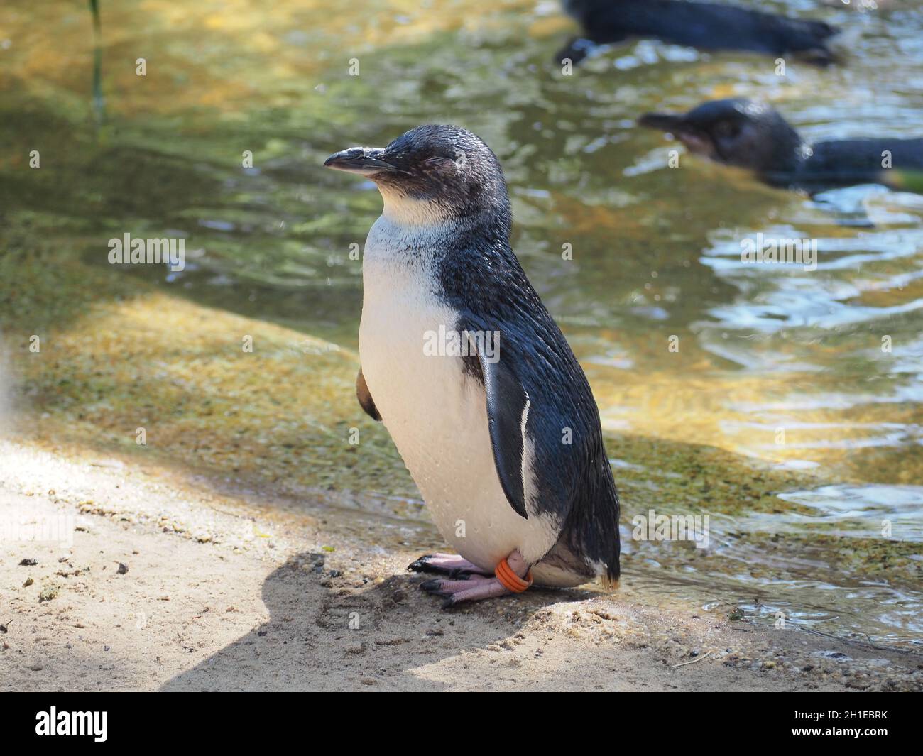 Kleiner Pinguin Stockfoto