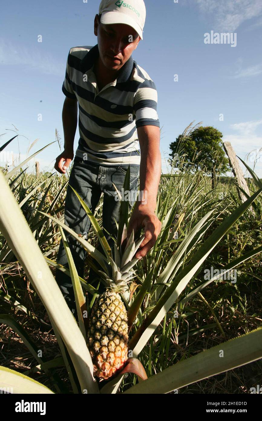 Eunapolis, bahia / brasilien - 30. november 2009: Ananasplantage in der Stadt Eunapolis. *** Ortsüberschrift *** Stockfoto