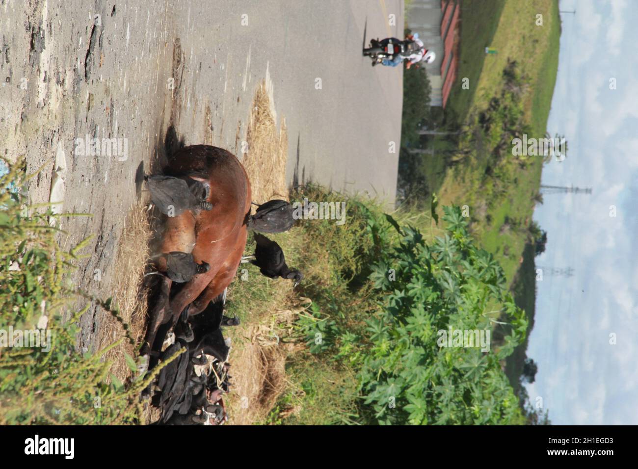 itabuna, bahia / brasilien - 19. juni 2012: Geier werden auf der Autobahn BR 414 in der Stadt Itabuna gesehen, um einen toten Pferdenkorper zu loben Stockfoto