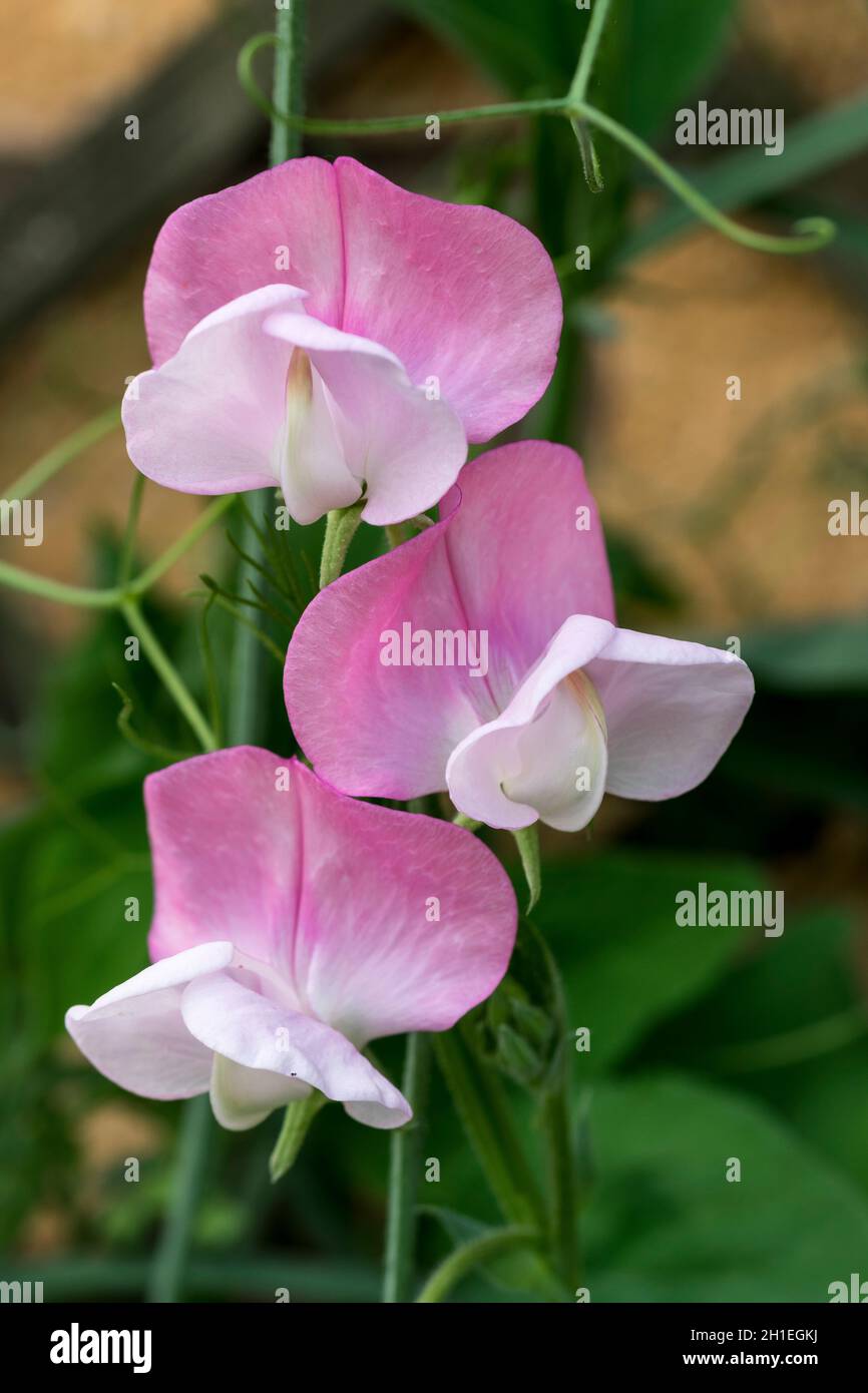 Süßer Erbsenbauch Lathyrus odoratus Nahaufnahme der rosa Blüten Stockfoto