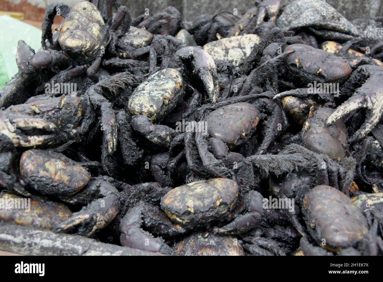 salvador, bahia / brasilien - 14. april 2013: Krebse werden in Feira de Sao Joaquim in der Stadt Salvador verkauft. *** Ortsüberschrift *** . Stockfoto