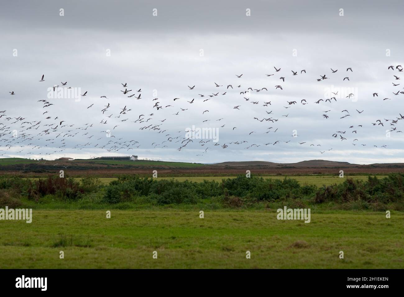 Barnacle Geese Islay Scotland Großbritannien Stockfoto