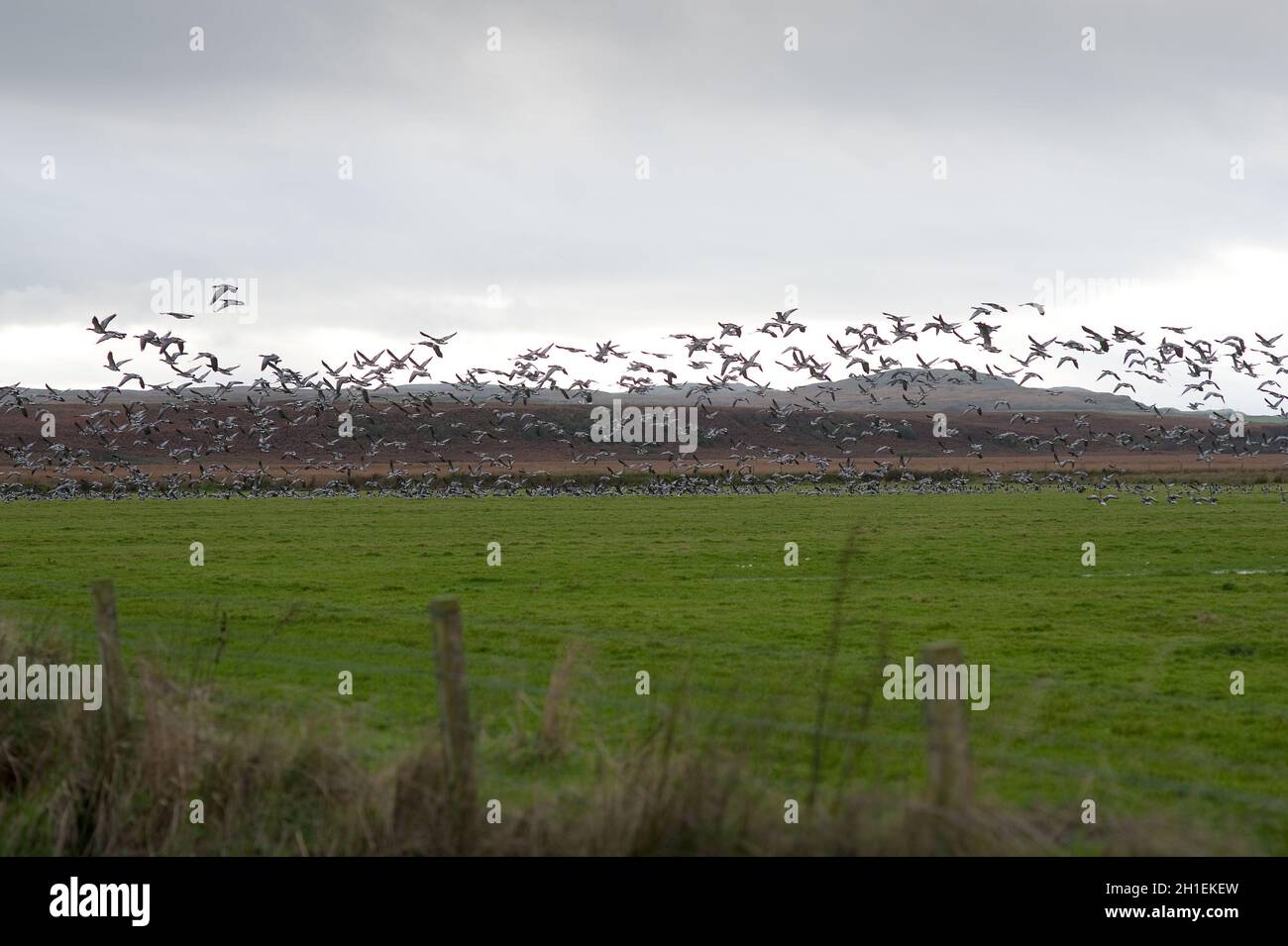 Barnacle Geese Islay Scotland Großbritannien Stockfoto