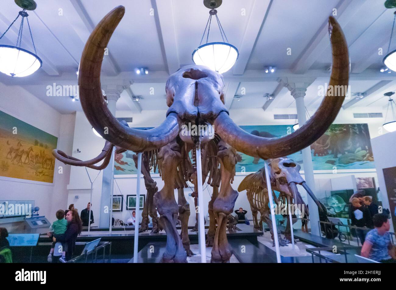 New York CITY, Vereinigte Staaten von Amerika - 01. Mai 2016: Dinossaur Fossile Modell im American Museum of Natural History in New York CITY, United Sta Stockfoto