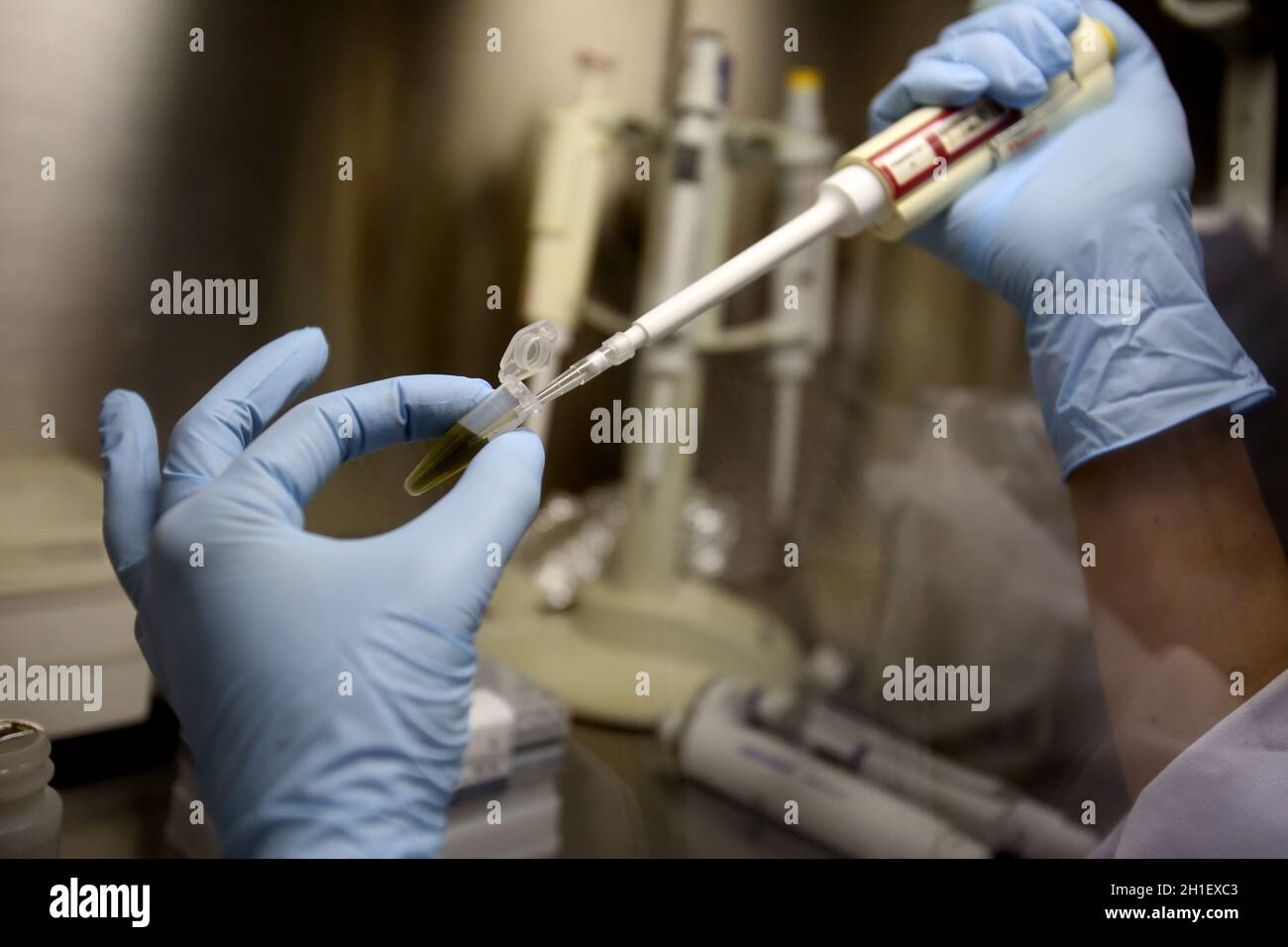 salvador, bahia / brasilien - 18. januar 2017: Person wird im Biologielabor in der Stadt Salvador mit Handlinggeräten gesehen. *** Ortsüberschrift *** Stockfoto