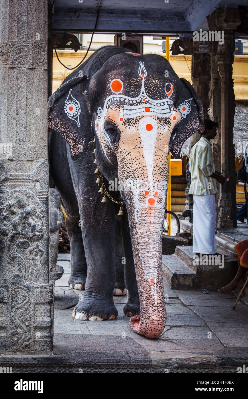 KANCHIPURAM, INDIEN - 12. SEPTEMBER 2009: Elefant im Kailasanthar-Tempel. Tempelelefanten sind ein wichtiger Bestandteil vieler Tempelzeremonien und -Feste, par Stockfoto