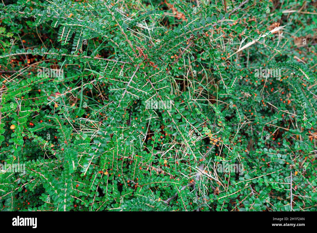 Cotoneaster dammeri-Pflanze. Frisches Laub und Beeren Hintergrund. Garten, Park oder wilde Naturpflanze. Stockfoto