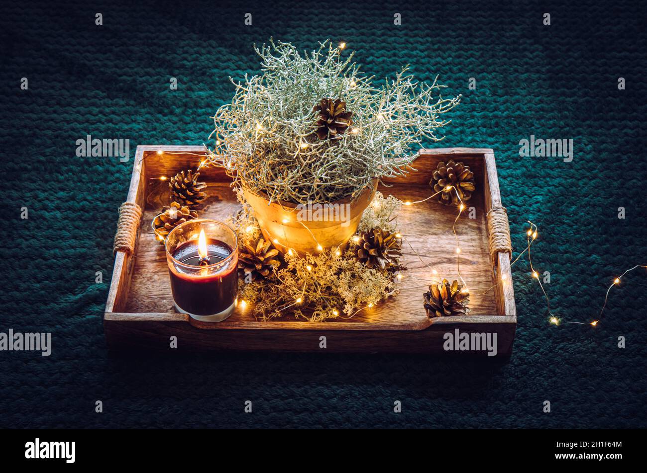 Dekorative silberne Farbe Kissenbusch, Calocephalus brownii oder Leucophyta als Winter-Weihnachtsbaum-Ersatz, Heimdeko-Element, verziert mit Stockfoto