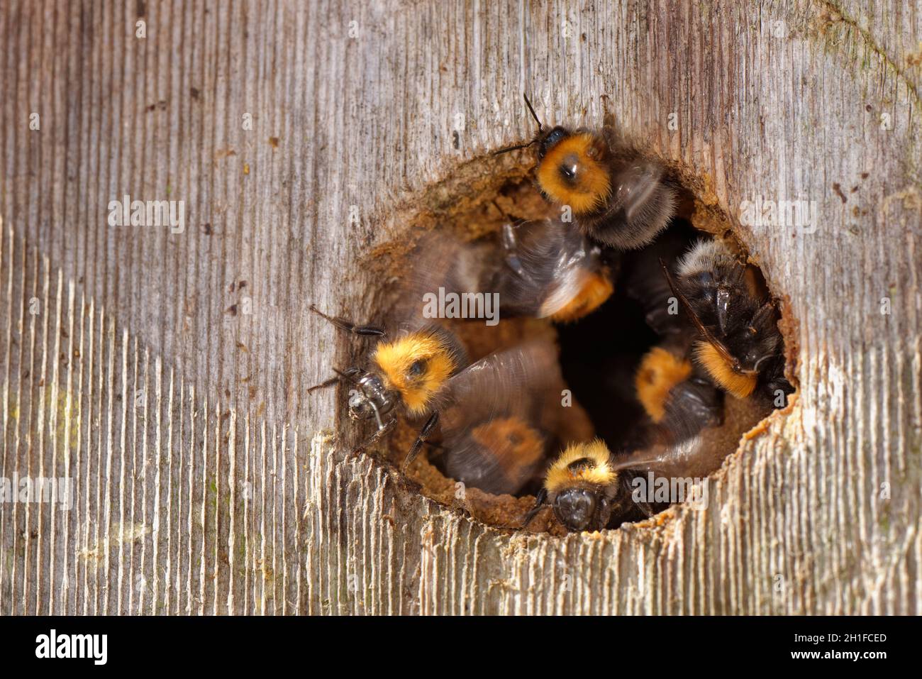 Baumhummeln (Bombus hypnorum) brüten in einer Vogelkiste, die sie übernommen haben, und fächern ihre Flügel an, um das Nest zu lüften, Wiltshire, Großbritannien, Juni. Stockfoto