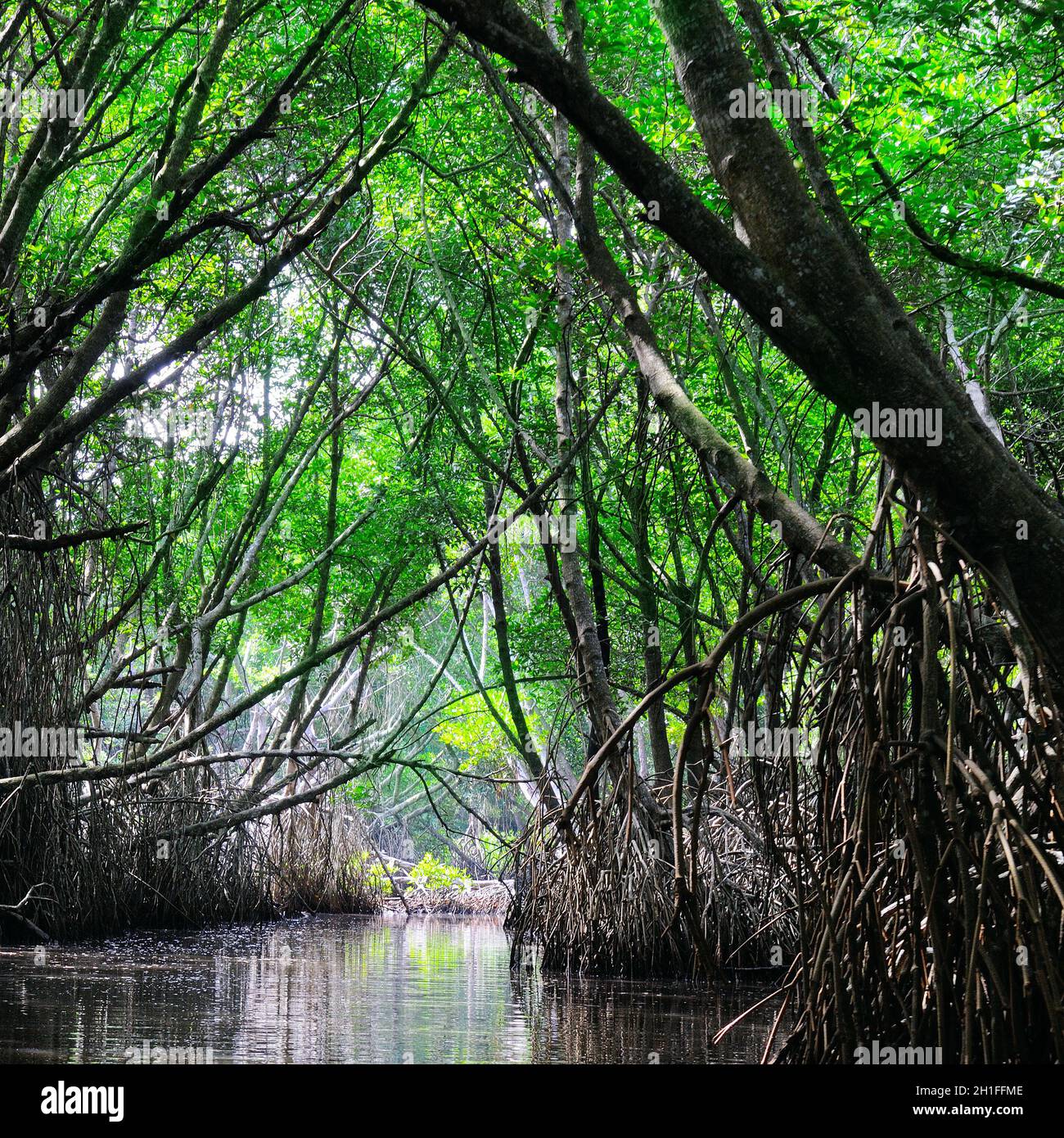 Surreale Schönheit der tropischen Dschungel Landschaft mit Fluss und mangrove Regenwald beleuchtet von Sun. Sri Lanka Natur und Reiseziele Stockfoto