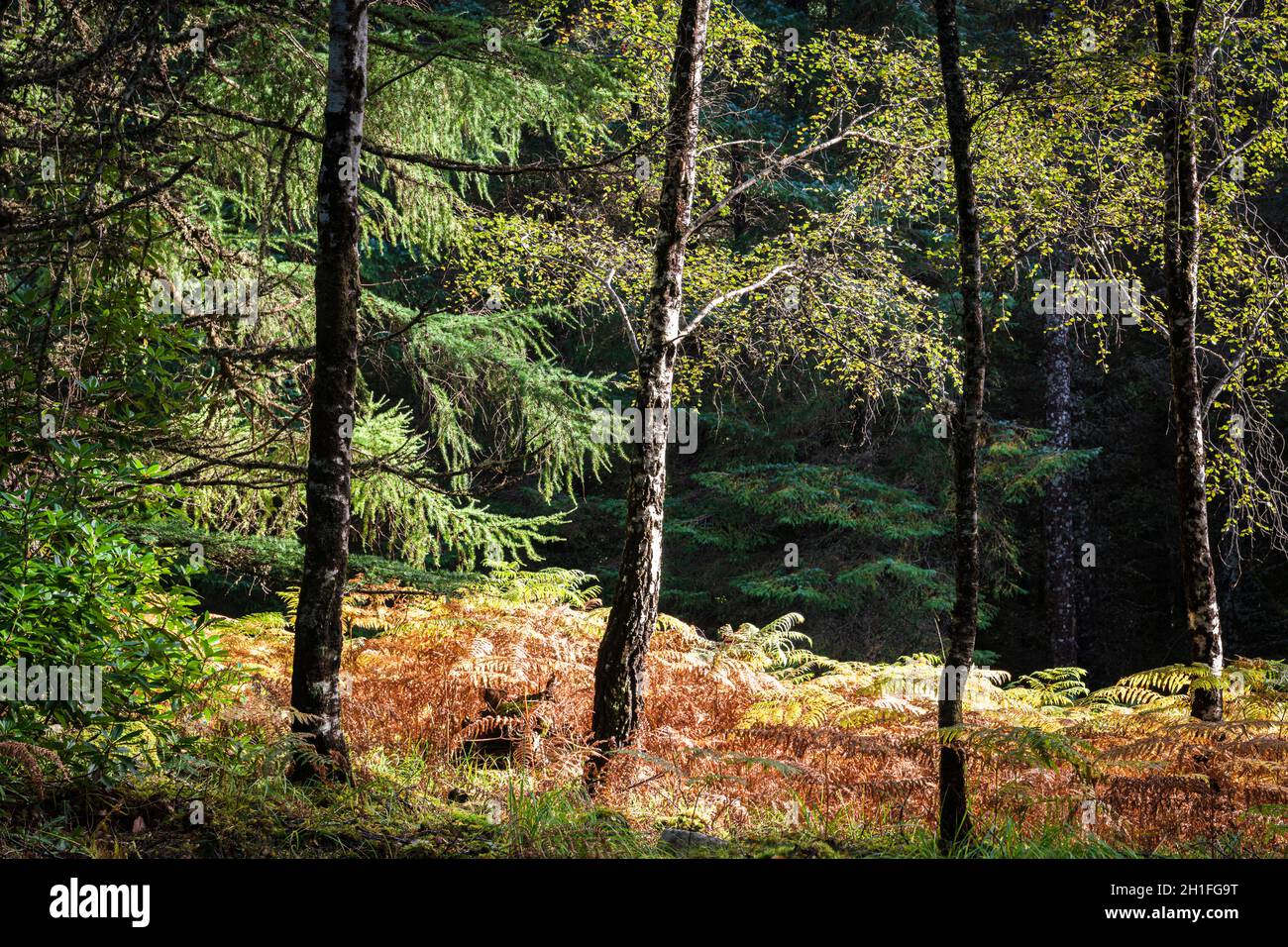 Ein rechts beleuchtetes 3-Schuss-HDR-Bild eines silbernen brich, betula pendula, Stands in herbstlicher Farbe, lochaber, Schottland. 04. Oktober 2021 Stockfoto