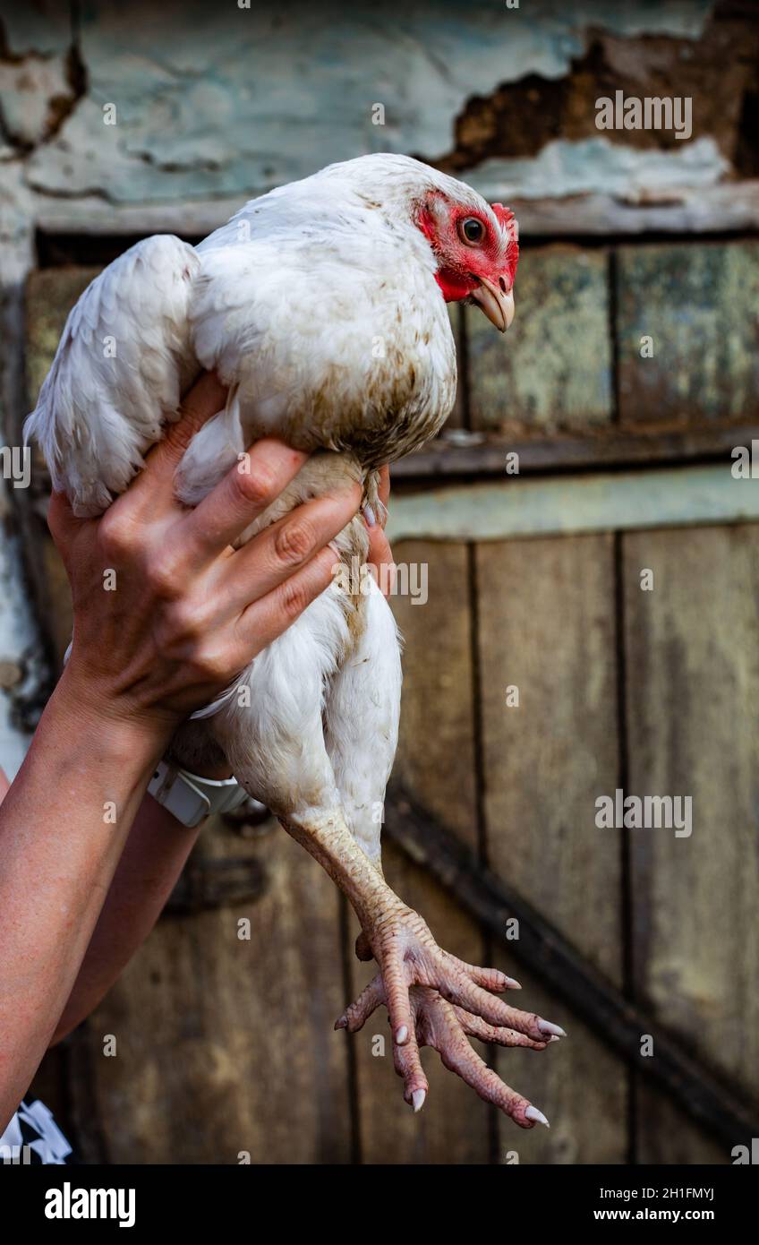 Ein Broiler-Huhn in den Hnden eines Mannes sitzt mit seinen Beinen baumeln. Hochwertige Fotos Stockfotografie - Alamy Ein Broiler-Huhn in den Hnden eines Mannes sitzt mit seinen Beinen baumeln. Hochwertige Fotos Stockfotografie - Alamy
