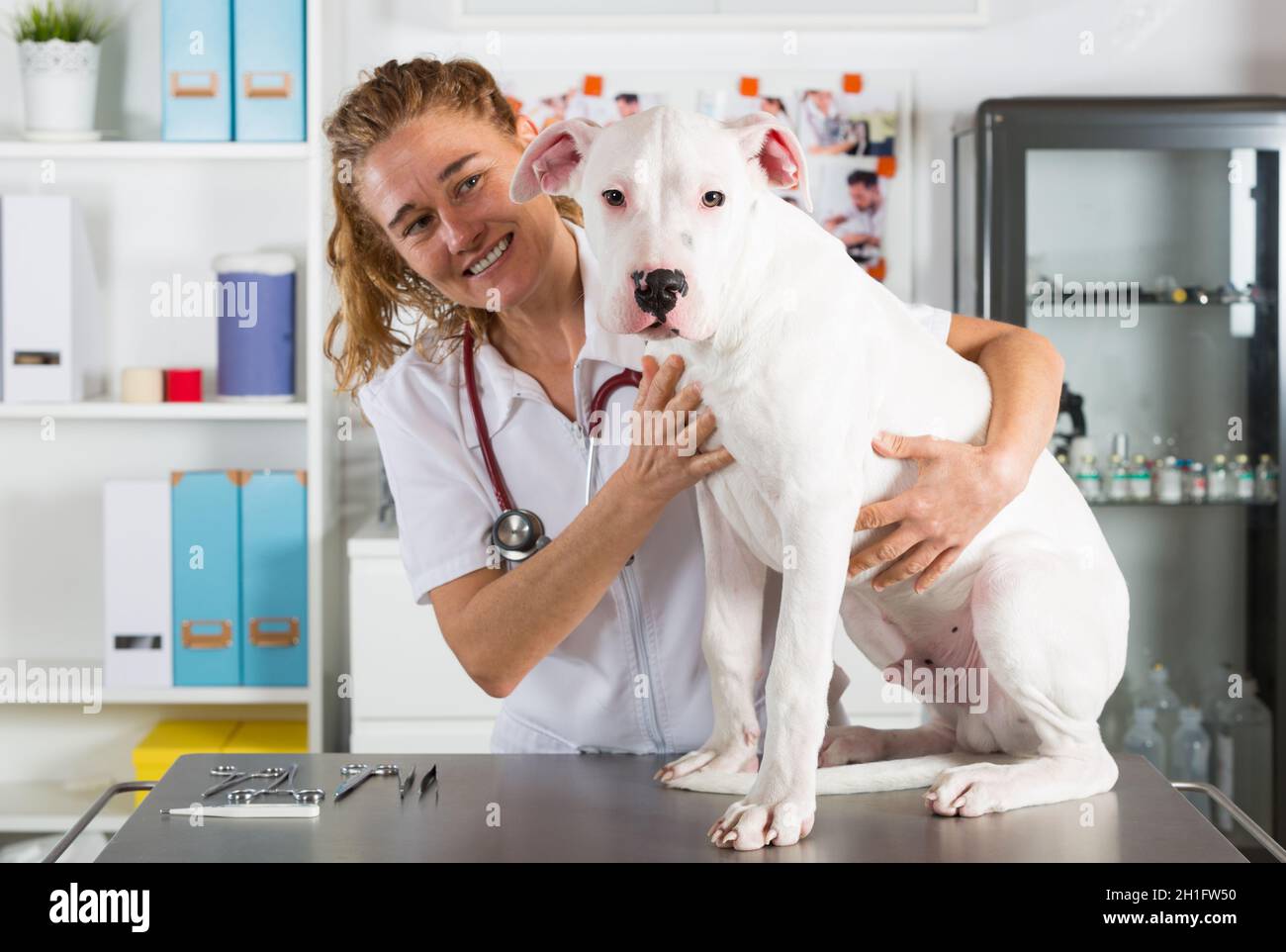 Tierarzt, indem er einem Hund von Dogo Argentino in seiner Klinik zuhört Stockfoto