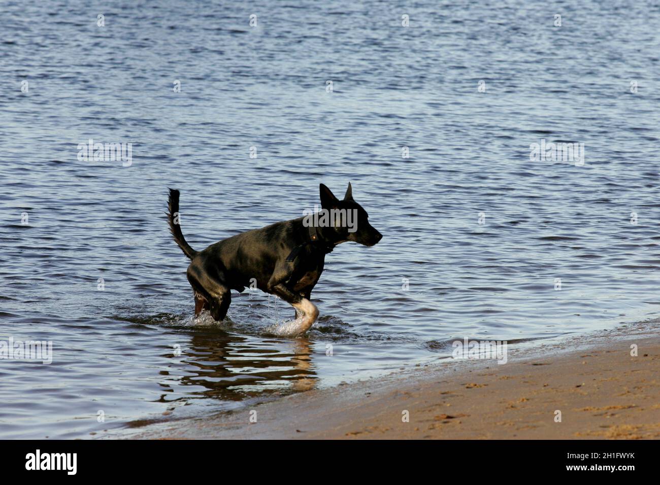 salvador, bahia / brasilien - 25. februar 2011: Hund ist am Strand Sand in der Stadt Salvador gesehen. *** Ortsüberschrift *** . Stockfoto