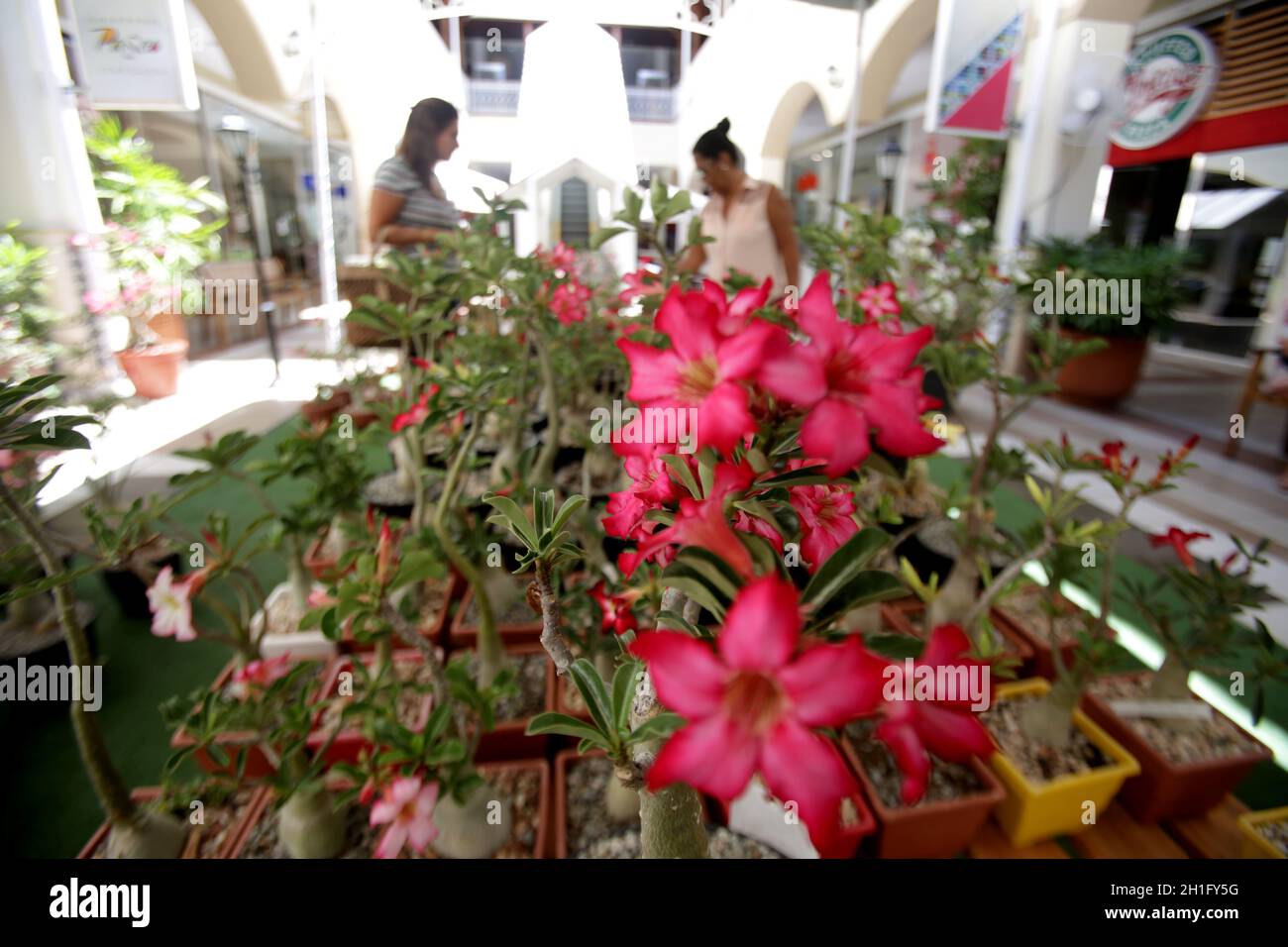 salvador, bahia / brasilien - 16. märz 2017: Blick auf Wüstenrosen in der Paseo Mall in Salvador Stadt. Adenium obesum Pflanzen stammen aus der Sah Stockfoto