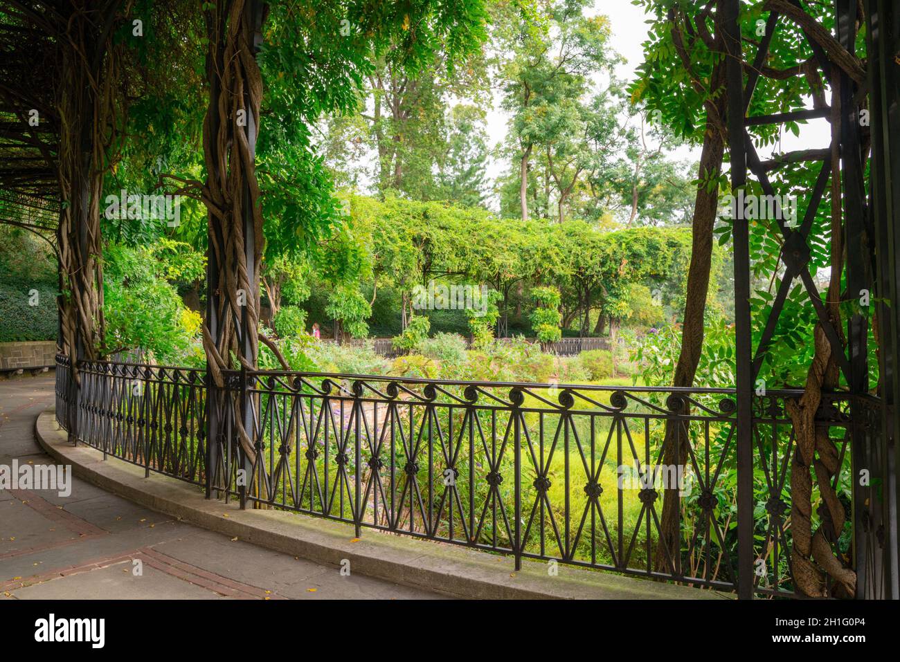 Blick vom Central Park, New York City, Manhattan auf die malerische Glyzinie Pergola im Conservatory Garden. Stockfoto