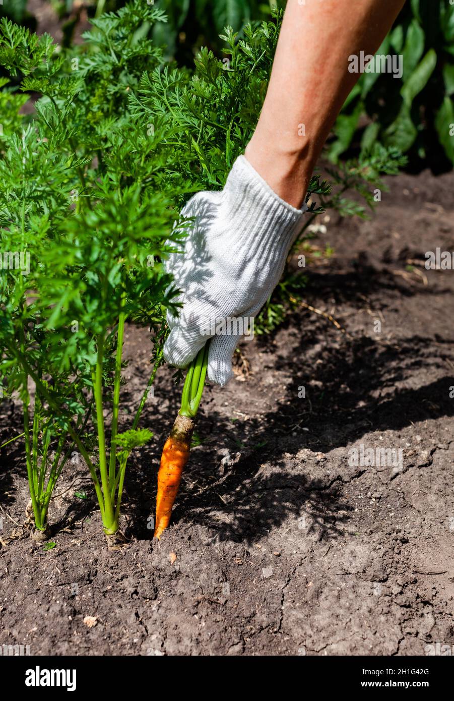 Junge Karotten von Hand aus dem Boden gezogen. Hochwertige Fotos Stockfoto